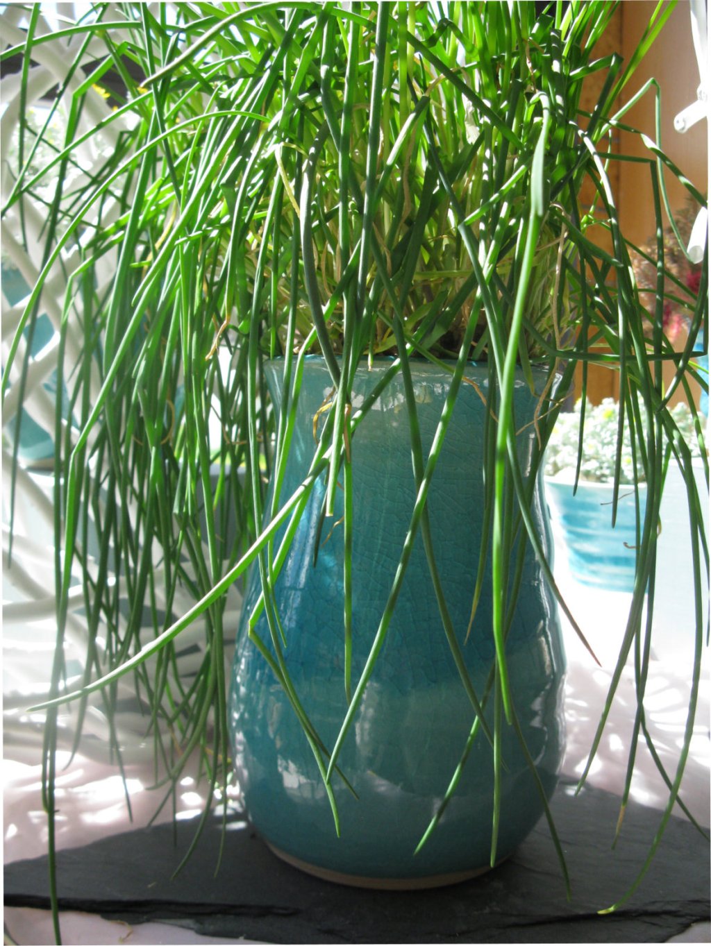 Frische Kräuter in der&nbsp;Küche