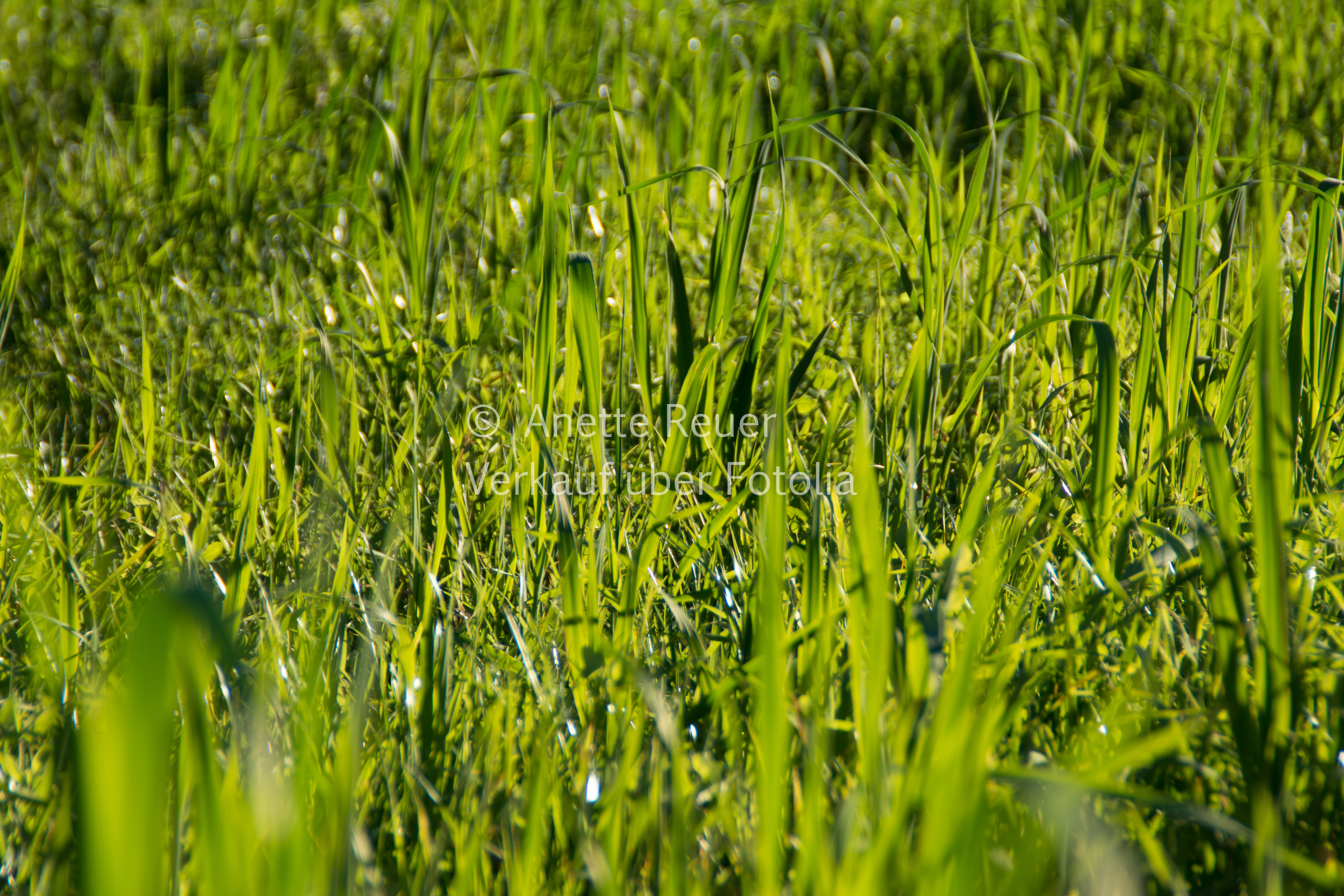 Gräser (1 von 1)
