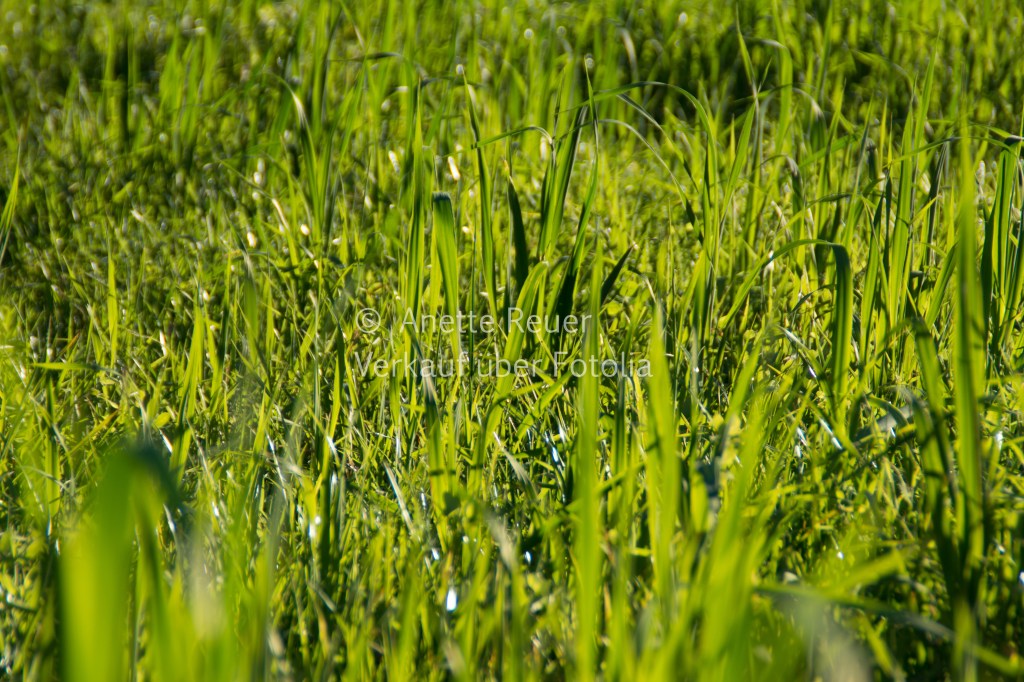 Schönheit der Gräser